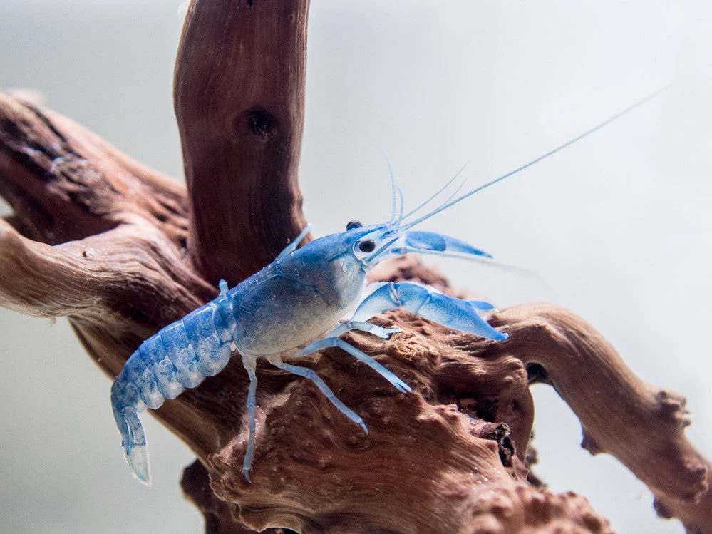 Blue Pearl Crayfish (Cherax Albidus) - Tank-Bred! - Image 8