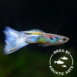 Blue Satin Pearl Tail Guppy (Poecilia Reticulata), BREDBY: Aquatic Arts