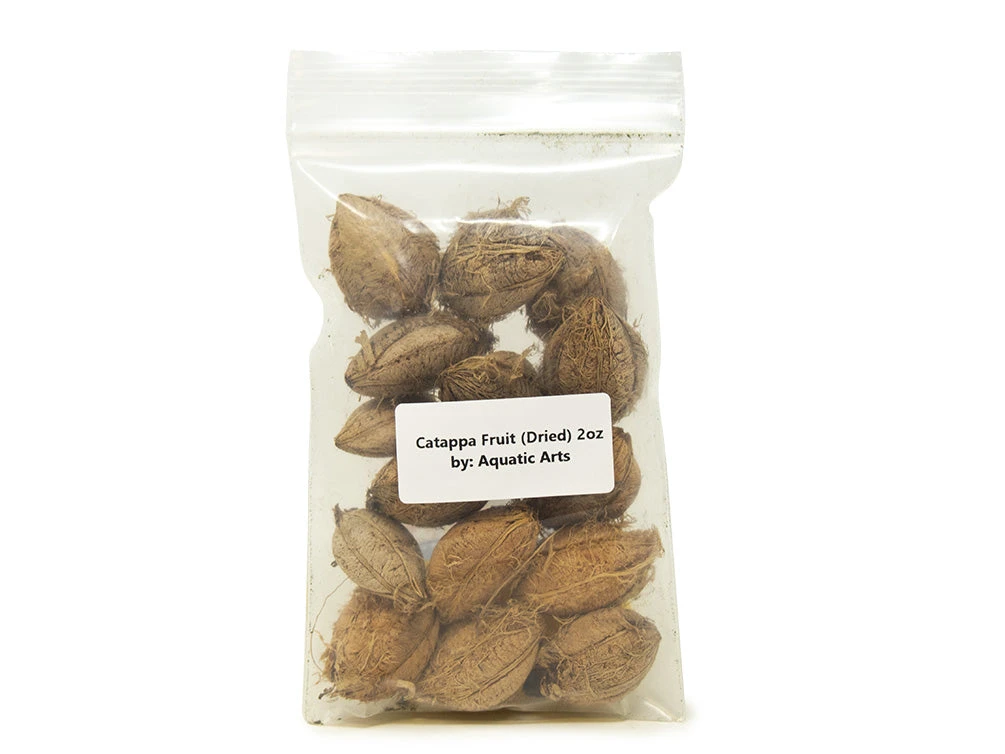 Catappa Fruit - Image 2