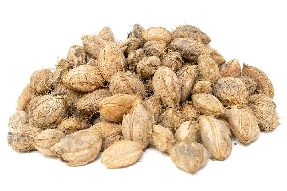 Catappa Fruit - Image 3