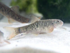 Doctor Fish Aka Pedicure Fish (Garra Rufa)