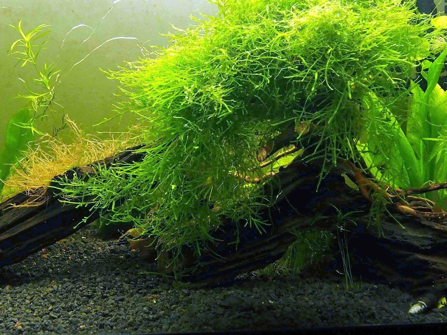 EASY Aquarium Plant Package (5-10 Gallon) - Java Moss, Moneywort, Anubias Sp., Java Fern And 1 Nano Marimo - Image 2