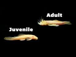 Albino Bristlenose Pleco (Ancistrus Cf. Cirrhosus "Albino") - Tank-Bred!