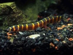 Striped Kuhli Loach (Pangio Semicincta/kuhlii)