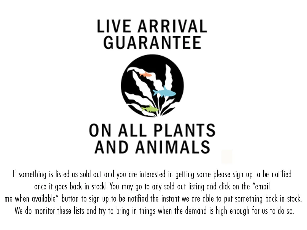 Tiger Spike Chopstick Snail (Stenomelania Acutospira) - LOCALLY BRED! - Image 7