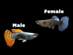 Red Mosaic Dumbo Guppy (Poecilia Reticulata), Males And Females, Tank-Bred