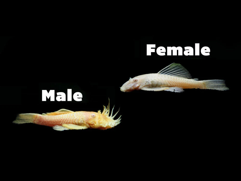 Albino Bristlenose Pleco (Ancistrus Cf. Cirrhosus "Albino") - Tank-Bred! - Image 5