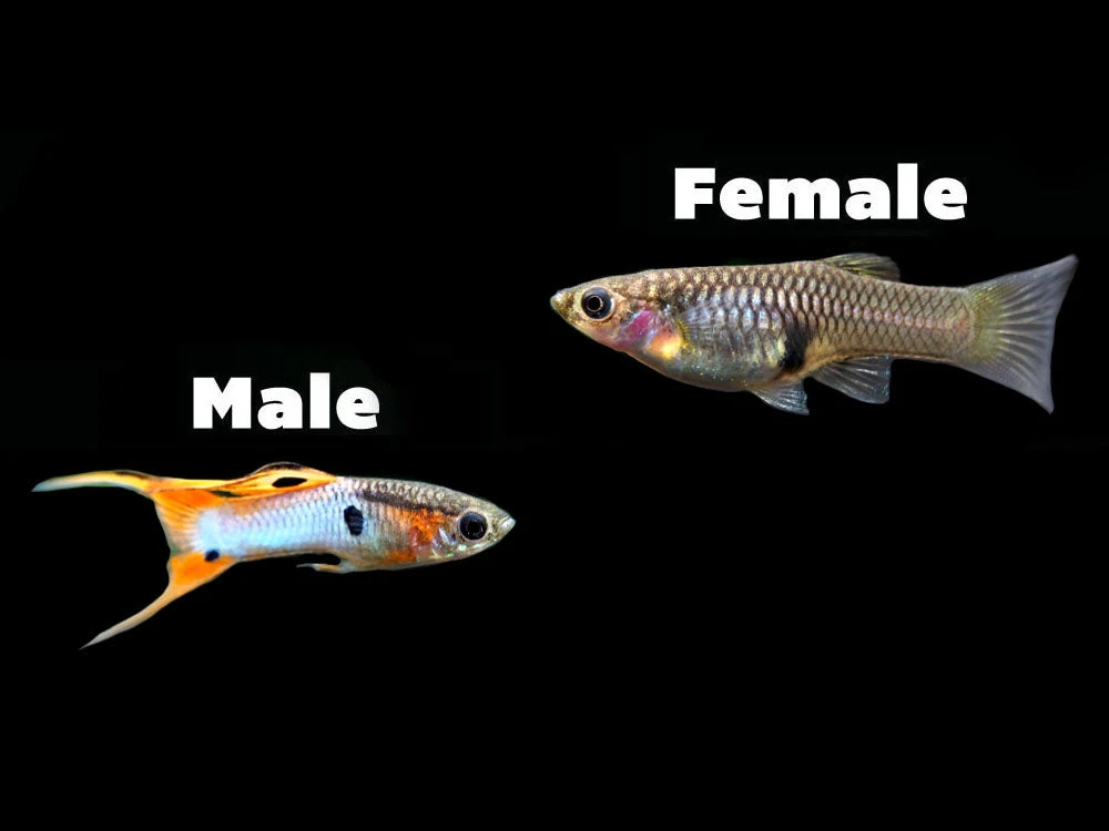 Japan Blue Red Double Sword Guppy (Poecilia Reticulata "Japan Blue Red Double Sword"), Males And Females - Tank-Bred! - Image 2