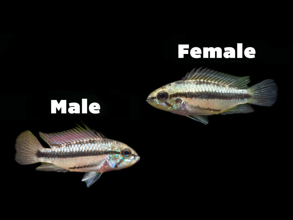 Redfin Three-Striped Dwarf Cichlid (Apistogramma Trifasciata) - TANK-BRED!!! - Image 2