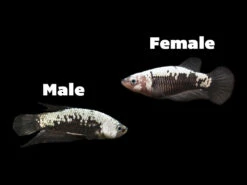 Assorted Black Samurai Plakat Betta (Betta Splendens) - Tank-Bred!