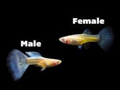 Assorted Fancy Guppy Culls (Poecilia Reticulata ), Males And Females - Bredby Aquatic Arts