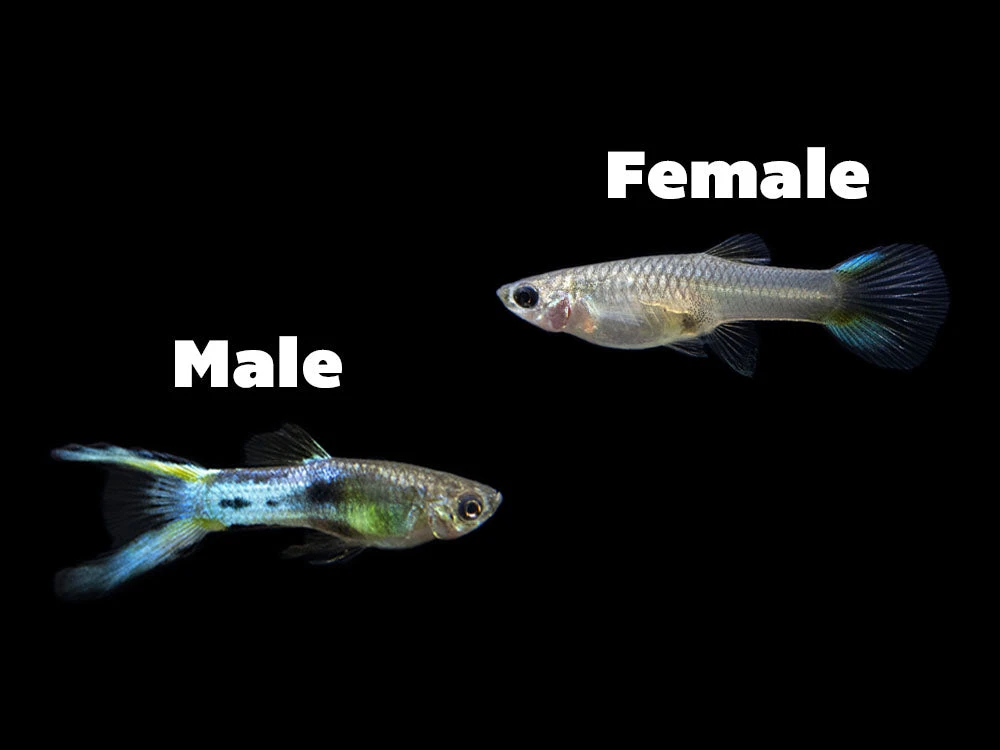 Japan Blue Double Sword Endler’s Livebearer, Males And Females, Type II (Poecilia Wingei), Tank-Bred! - Image 11