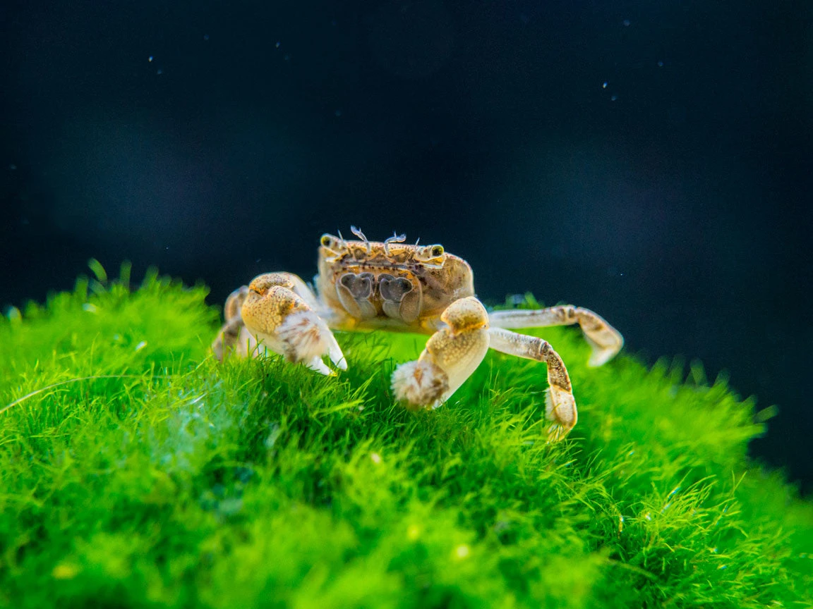 Freshwater Pom Pom Crab (Ptychognathus Barbatus) - Image 2