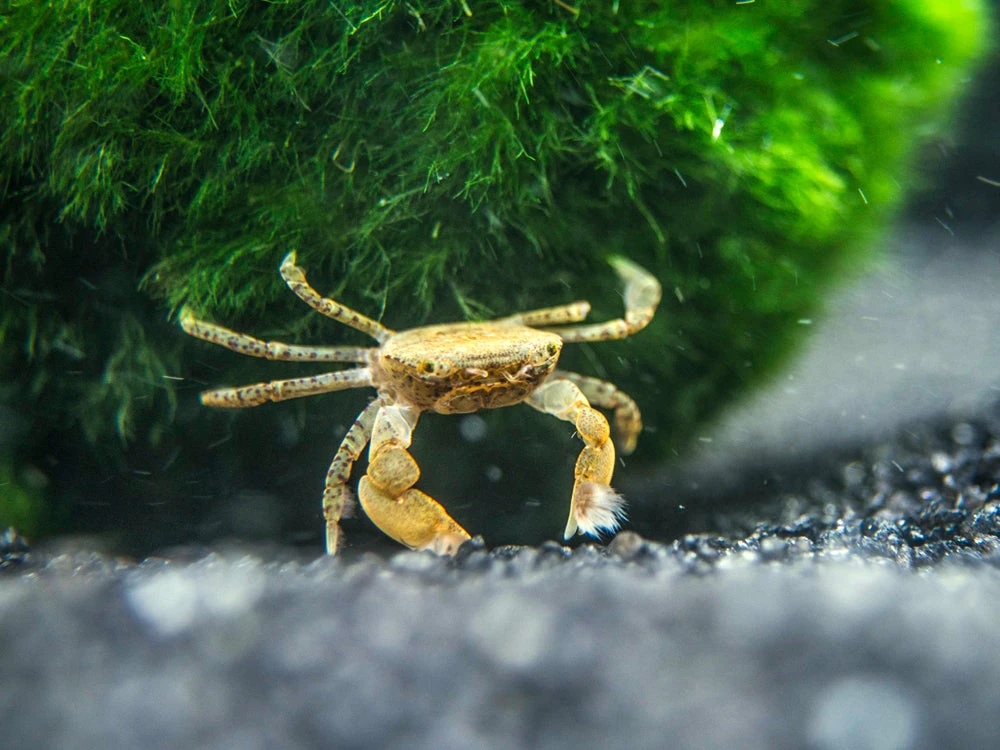 Freshwater Pom Pom Crab (Ptychognathus Barbatus) - Image 3