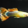 Sunray Guppy, Male (Poecilia Reticulata) - Tank-Bred!